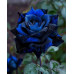 BLUE ROSES BOX BLUE ROSES BOX