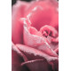 PINK ROSES 