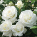 WHITE ROSES